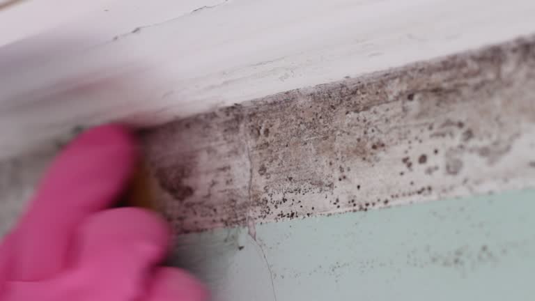 Reliable Malvern, AR Mold Removal Solutions